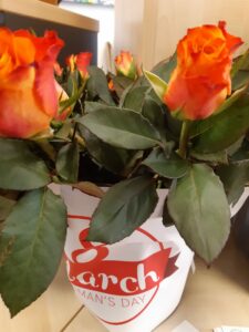 40 Rosen am Morgen des Internationalen Frauentags am 8. März 2022
